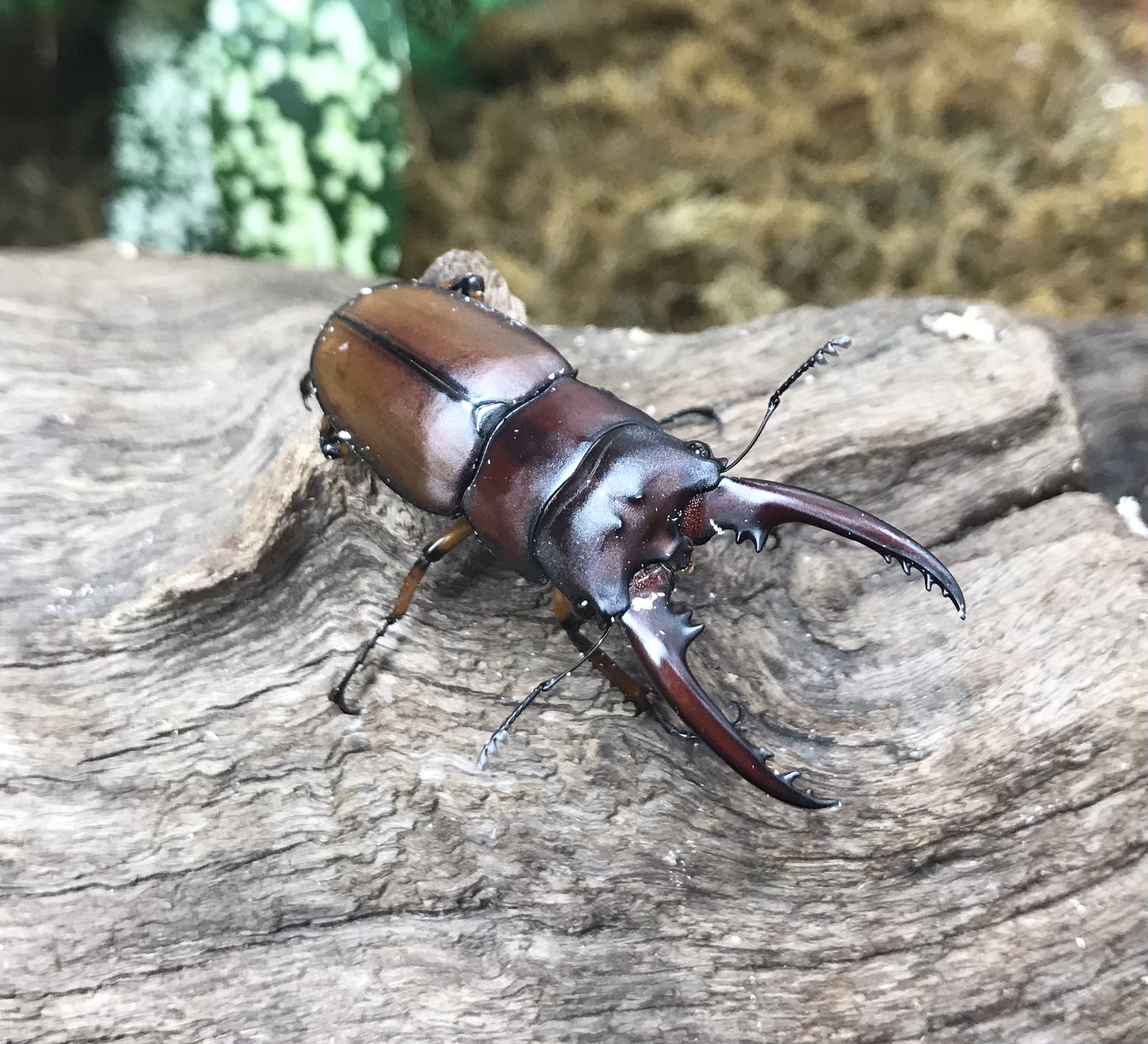 ランバージャック横浜店 飼育品の生体が色々と入荷しています フローレスギラファ トカラノコギリ 悪石島 パプアキンイロクワガタ アスタコイデスノコギリ など ご興味のある方はお問い合わせ ご来店お待ちしております 渓太