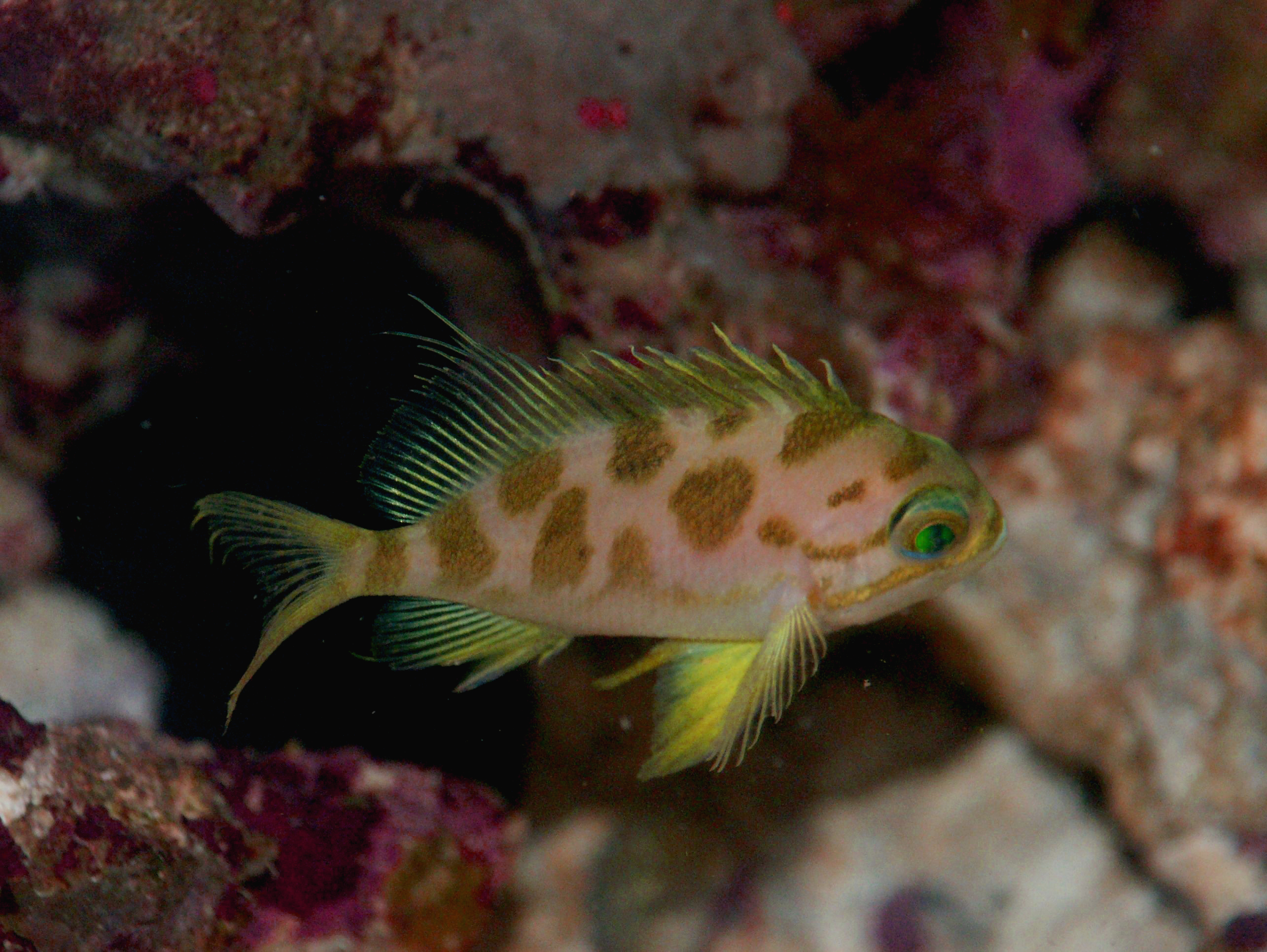 Poe Marine Aquarist Twitter