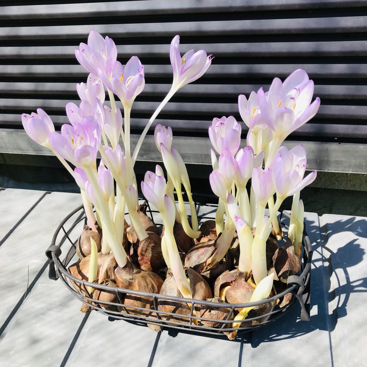 ひよこ王子 毎年空気栽培しているコルチカム イヌサフラン 白だと思っていたが日に当てたらきれいな薄紫だった 園芸 T Co 5xol5jlpsh Twitter