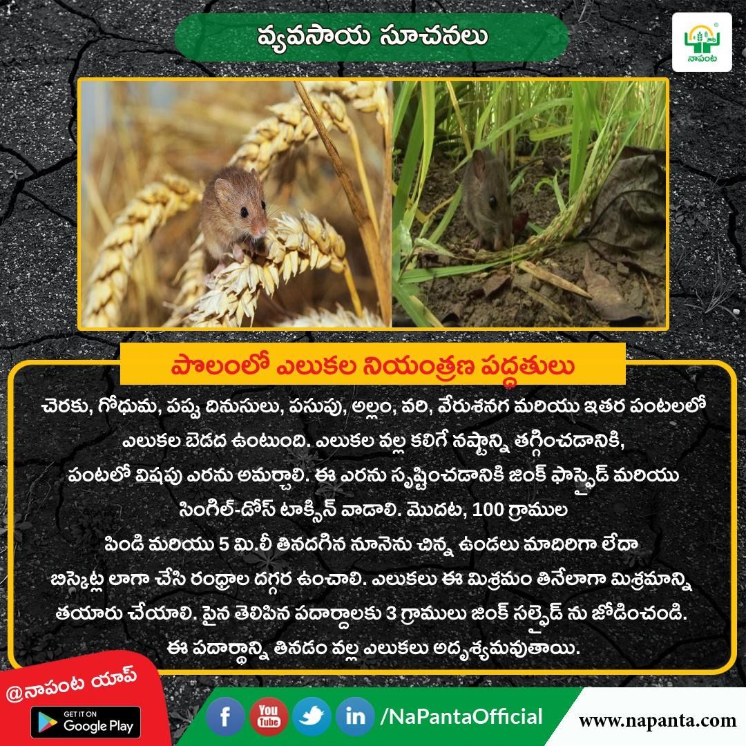 napantaofficial's tweet photo. 👉 ఎలుకల వలన రైతులు అధిక మొత్తంలో తమ పంటను నష్టపోతున్నారు.విషపు ఎరను తయారుచేసుకొని ఎలుకలను నివారించవచ్చు. 
👉మరిన్ని వ్యవసాయ సూచనలు NaPanta ఆండ్రాయిడ్ యాప్ ద్వారా ఉచితంగా పొందండి. 
https://t.co/He3DGHc7nV 
#rodents #paddy #NaPanta #agriculture #controlmethods #crop #telangana https://t.co/oBOTVQUYUd