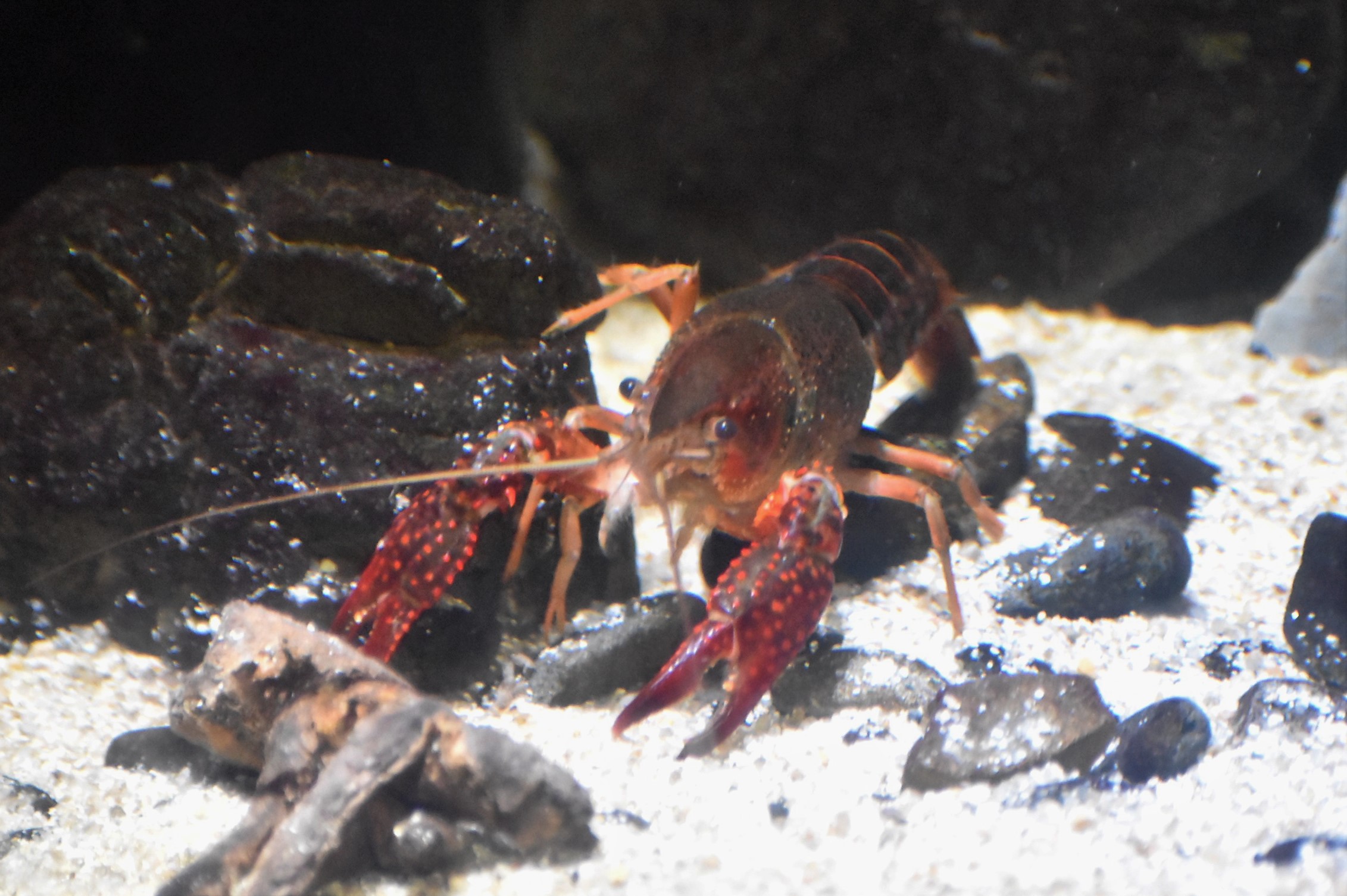 A Trr Line 3955 アクアミュージアム5階には ザリガニも展示されている カニとエビ の特徴も持ちつつ 独自の進化もしている 前面には カニのような 大きなハサミがある お腹に エビのような足もある 興味津々の表情 かわいい あつまれ