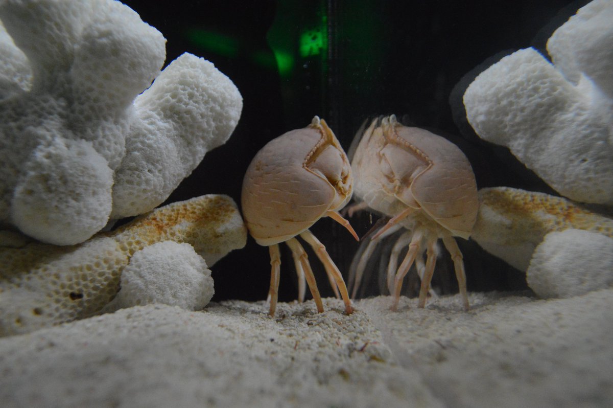 ひそかに人気を集めているマルソデカラッパ🦀 学名は、Calappa calappa