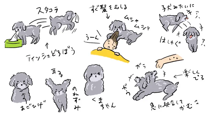 #愛犬の呼び方
はる、はるっこ、はるちびちゃん、おはるさん、おさるさん、子犬ちゃん、野ねずみちゃん、ちゃっぴい、こぐまちゃん、もこもこちゃん、あごひげさん、髪の毛毟り機さん、ムシリーさん、ティッシュ泥棒、こそ泥ちゃん、カミツキ丸、グリズリーちゃん 