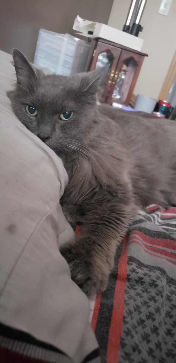 Hallo, 
I love to sleep in mein Mutter’s spot on the bed and get fur all over it