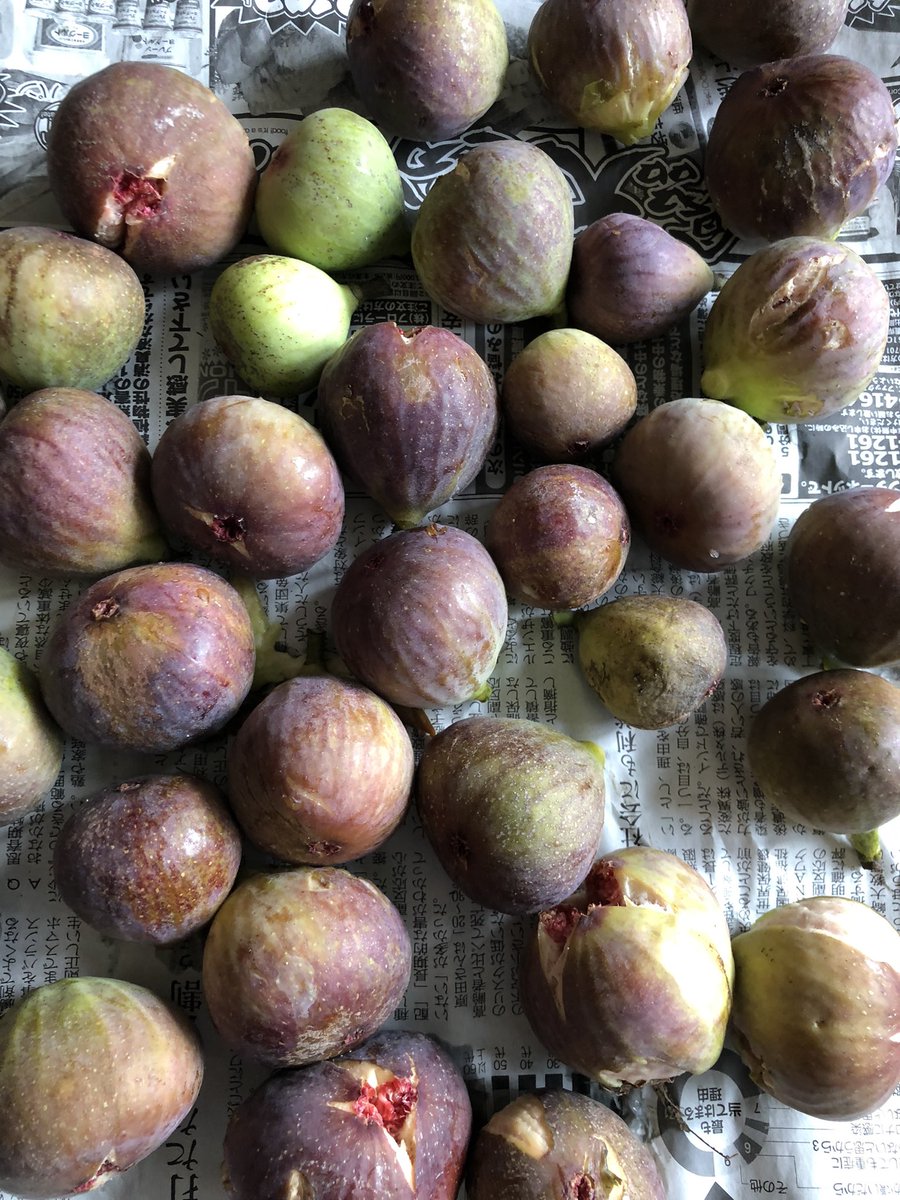 飯沼 潔 いいぬまきよし イチジクをもがされた 高枝切りバサミで 気持ち悪い こんな傷口みたいな 白い汁の出るものよく食うよな 根っこが家の土台の下まで入り込んでいるようだ 家がぶっ壊れる バッサリ切りたいけど Zのおじさん フィットの