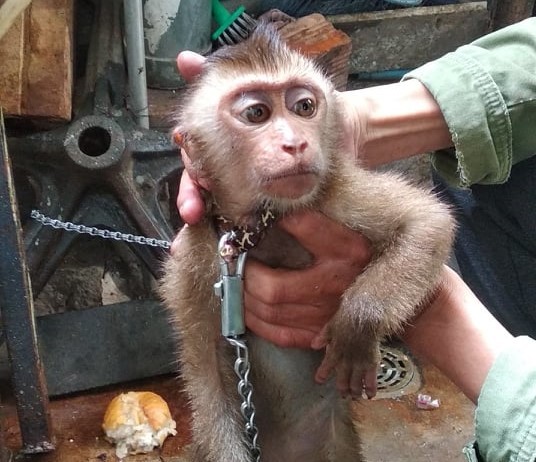 #Macaques are not pets!

Thanks to more reports to the ENV #WildlifeCrime Hotline and fast-acting authorities in #Vietnam, 15 macaques were rescued from #illegalpettrade in August 2021 from the provinces of Lam Dong, Binh Phuoc, Nghe An, Kien Giang, and Son La

#EndWildlifeTrade