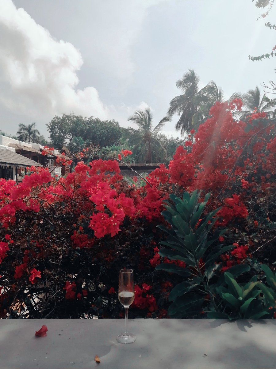 a_gathondu's tweet photo. "Just adding something beautiful in your timeline for you to walk through before you walk to whatever's next" - PS
#summervibes #flowers #sunnydays #walkingthrough #fantasticday 🌺🌼 https://t.co/23p55WFIAz