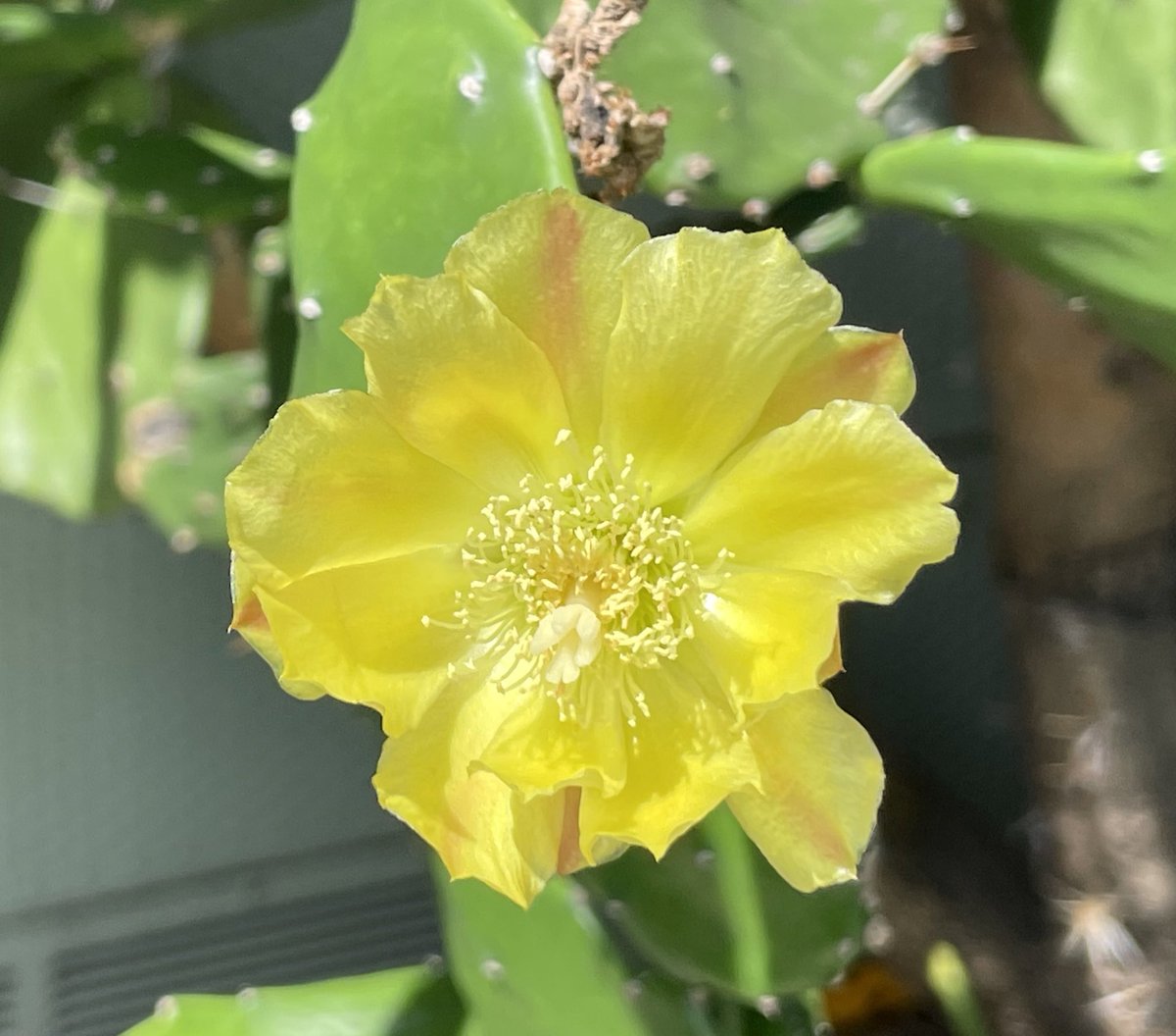 style_edo's tweet photo. 今休憩中です😊お疲れ様です🤲
Spineless cactus_3
ウチワサボテン
#Flowers #花 https://t.co/dgWVK9p3yT