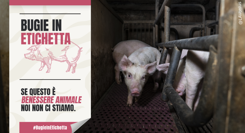 LAV_Italia's tweet photo. 📢Partecipa al tweetstorm #BugieInEtichetta
Scrofe in gabbia, maiali ammassati, mutilazioni dolorose: è inaccettabile certificare tutto questo come "benessere animale".
Noi non ci stiamo!
✳️Dalle 11 alle 14: clicca qui👉https://t.co/wVdnipIkWP https://t.co/AUKUOWnWwp