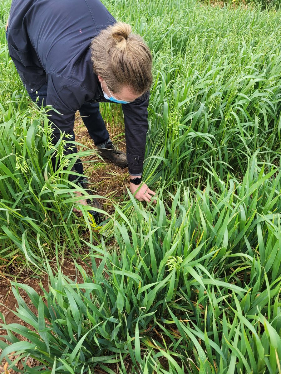 AllanRattey's tweet photo. Great day with @DarrenPlett,  @AustPlantPhenom and @SA_PIRSA team using new tech to improve rate of genetic gain for #Oat hay biomass and quality (right) vs hand cutting. Thanks to cutters @InterGrain1 @AgriFuturesAU funding https://t.co/dAKfNvJk8v
