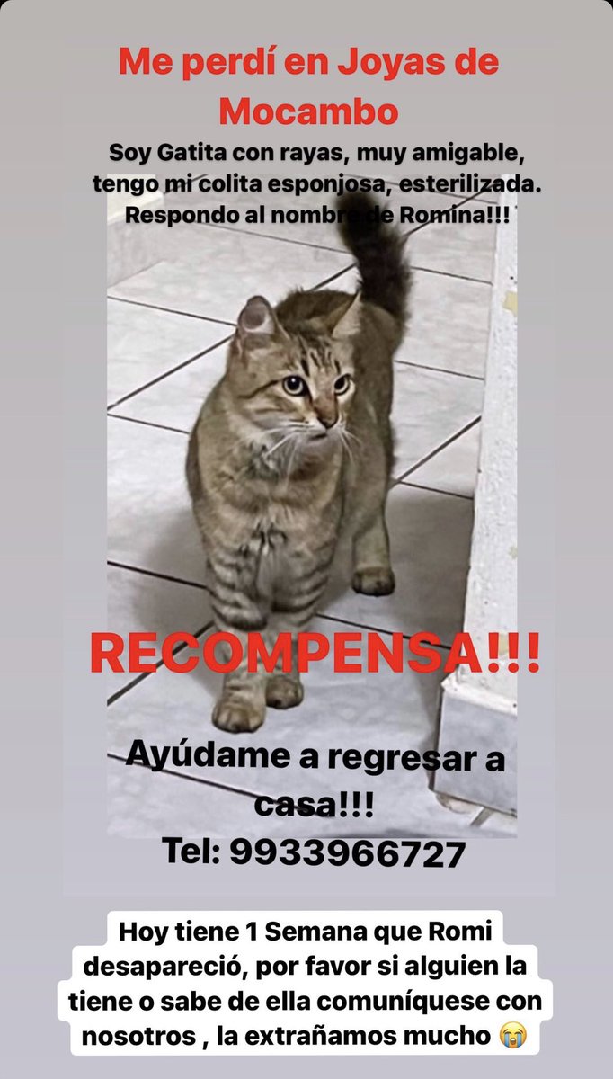 sofiaperezm's tweet photo. Perdida en Fracc. Joyas de Mocambo, Boca del Río, Veracruz 🆘 🙏🏻🙏🏻🙏🏻🙏🏻Se busca Gatita rayada, colita esponjosa, responde al nombre de Romina, tiene 1 semana perdida ayúdennos a encontrarla 🥺🥺 https://t.co/0EZBI5tZFq