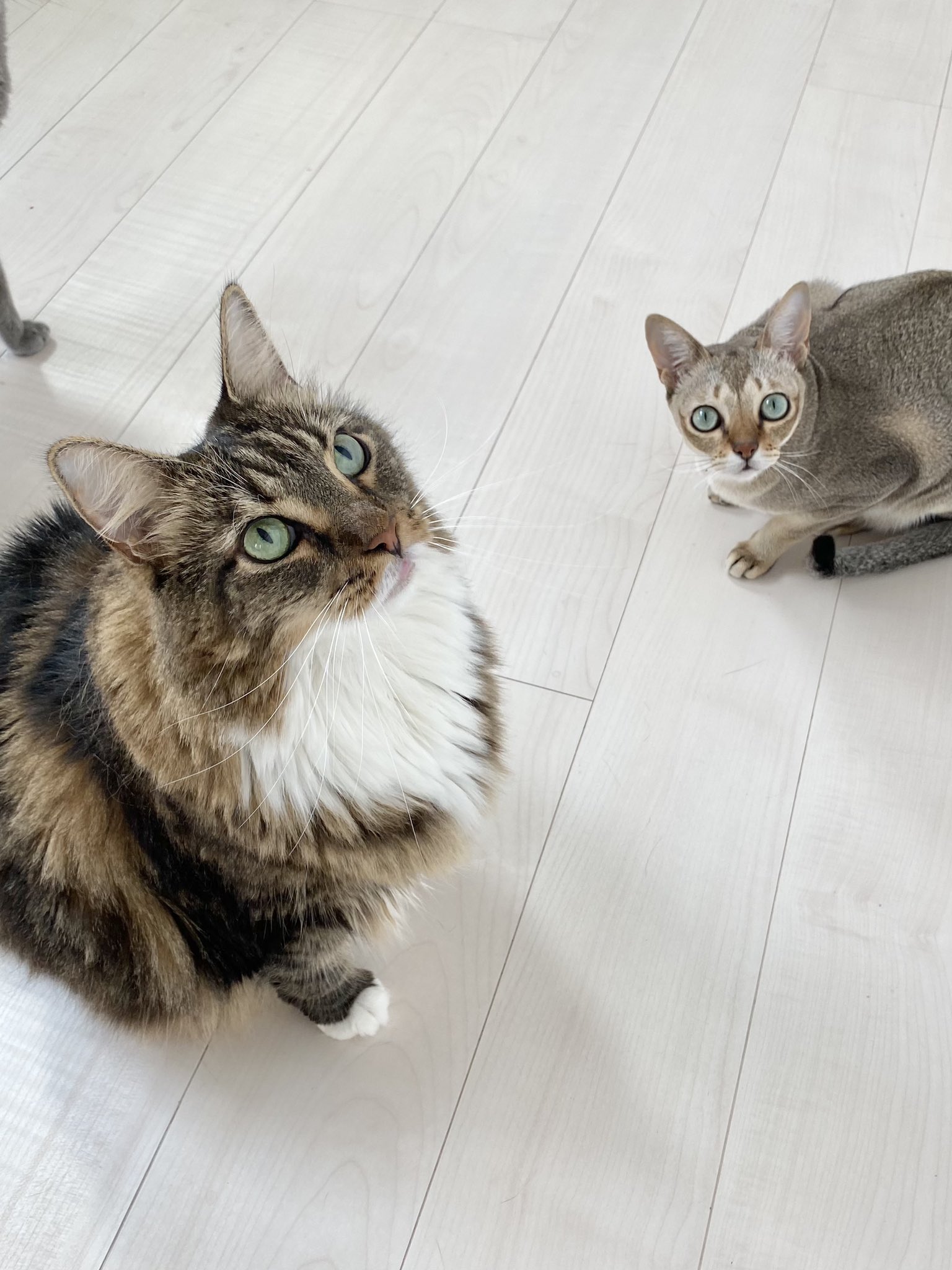 おすじ Rt Catapartment メインクーンとシンガプーラが一緒にいるとほんとカワ でっかわ女子とチビかわ男子 T Co Dqanb1jkzk Twitter