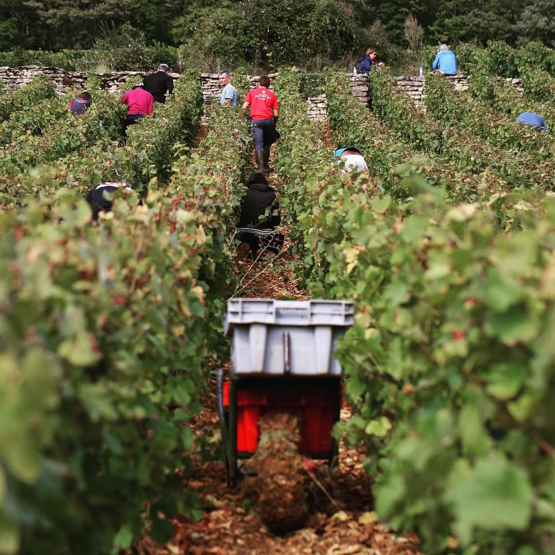 Début des #vendanges2021 hier au domaine !