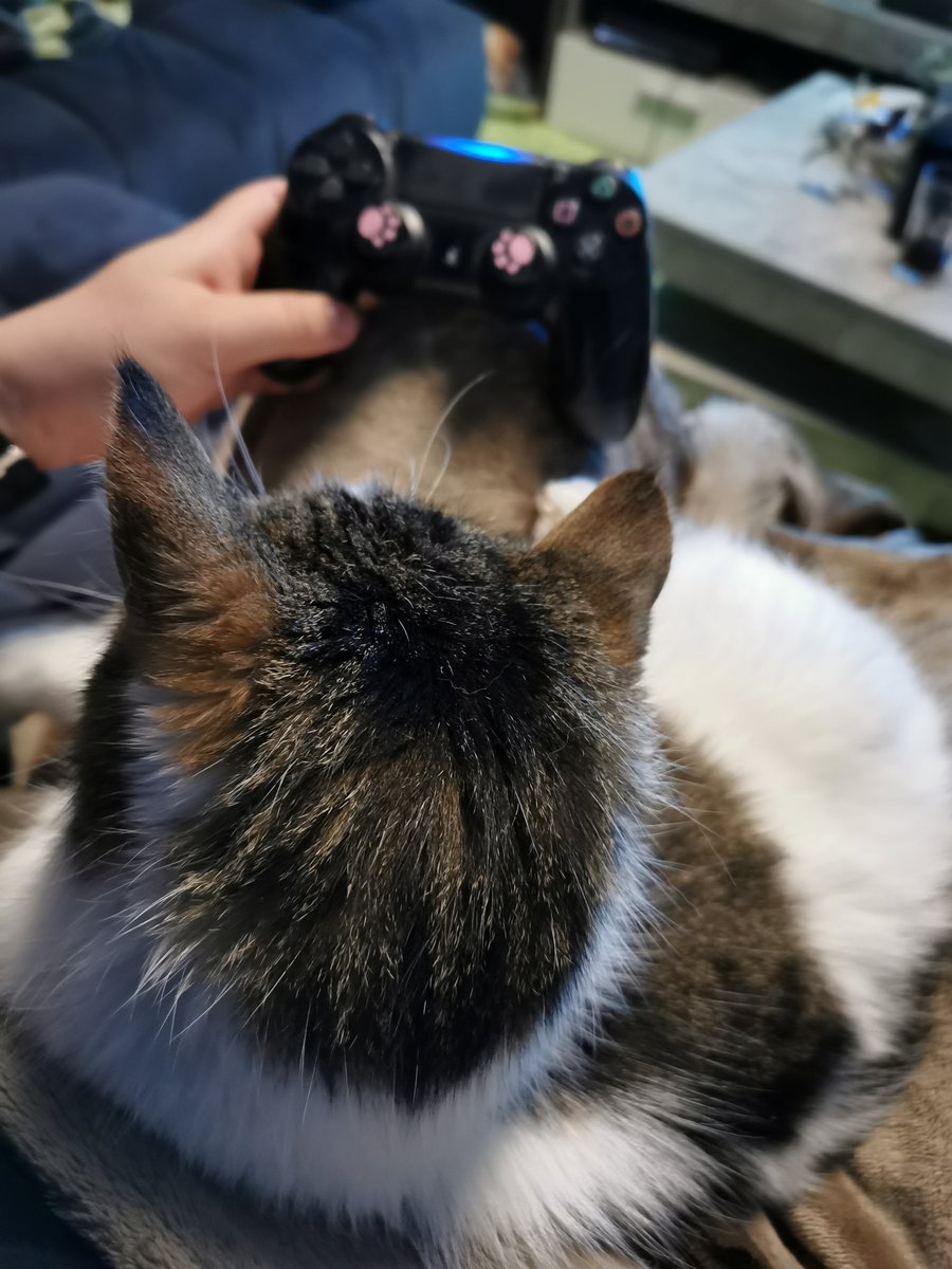 Yuurei_cosplay's tweet photo. What my evening looked like. I played Genshin Impact while Micky was busy craving for love.

#gamingwithpets https://t.co/YePQQ6a4Yo