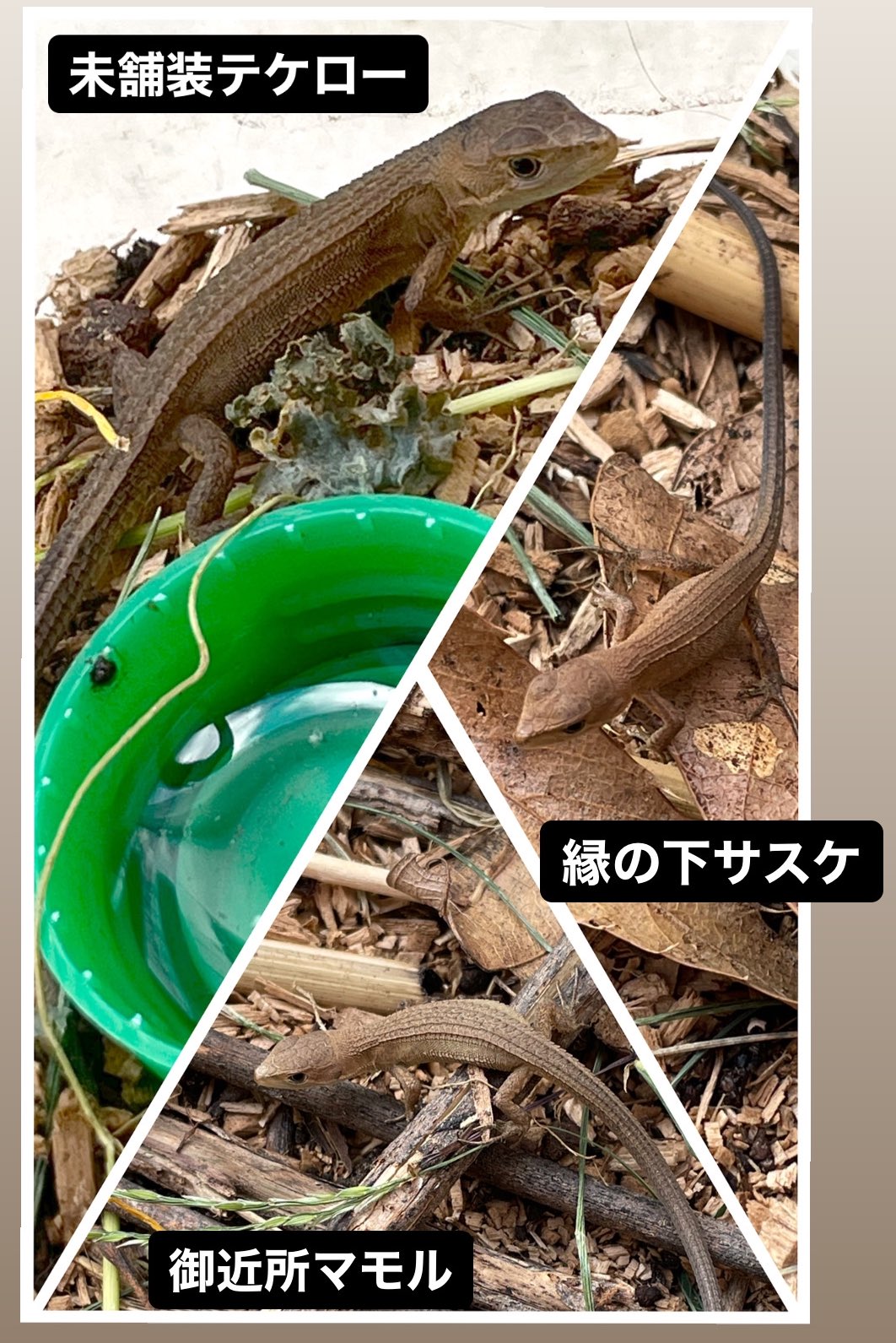 Twitter 上的 Tsuji Yoshimitsu 庭にカナヘビが大量発生しとる レオパゲルっていうトカゲ用のゼリーを食べてくれるのでコオロギ取る手間が無くなった T Co Ynvlhugdz5 Twitter