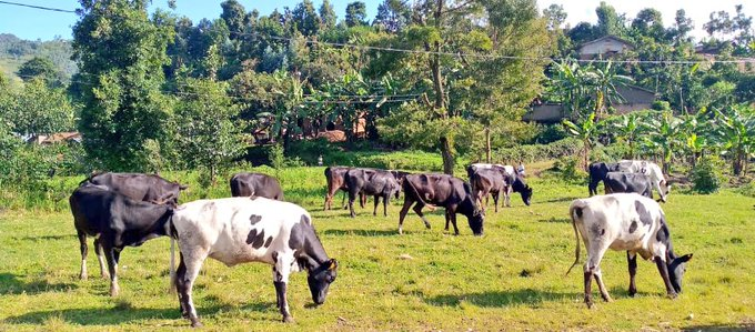 jcniyomugabo's tweet photo. Good morning, 
Starting up an #Agribusiness enterprise is not an easy feat. It takes time, money and consistency in motivation to get the operation running efficiently.

Be ambitious and have a vision to succeed!  https://t.co/Xa49i6ksDU