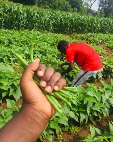jcniyomugabo's tweet photo. Good morning, 
Starting up an #Agribusiness enterprise is not an easy feat. It takes time, money and consistency in motivation to get the operation running efficiently.

Be ambitious and have a vision to succeed!  https://t.co/Xa49i6ksDU