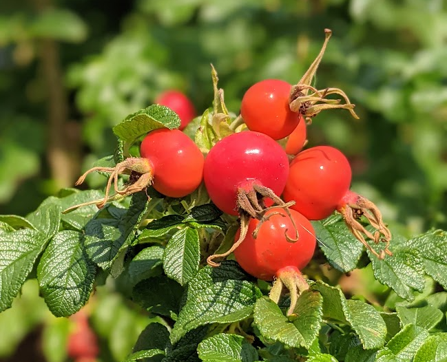 Hip, hip and more hips hurray - it's #Rosewednesday! ❤️

Ruralmums is for everyone who is passionate about countryside living and our website ruralmums.com has lots of articles and blogs to keep you busy❤️

Follow us on instagram.com/ruralmums/❤️

#RHSChelsea
