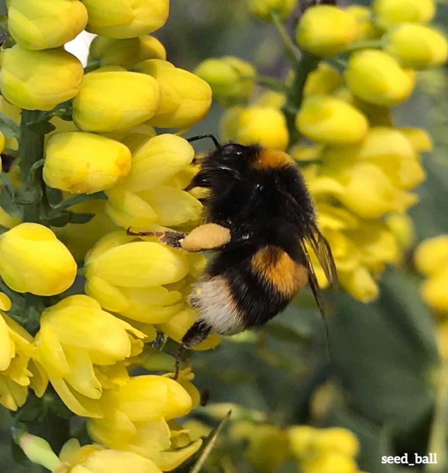 🐝🐝🐝
Fertilised queen bumblebees like this beautiful buff-tail, hibernate through the winter months when the rest of the colony die off. She will emerge in Spring to look for a suitable nest site and start a new colony. Help by growing nectar rich plants from spring - autumn.