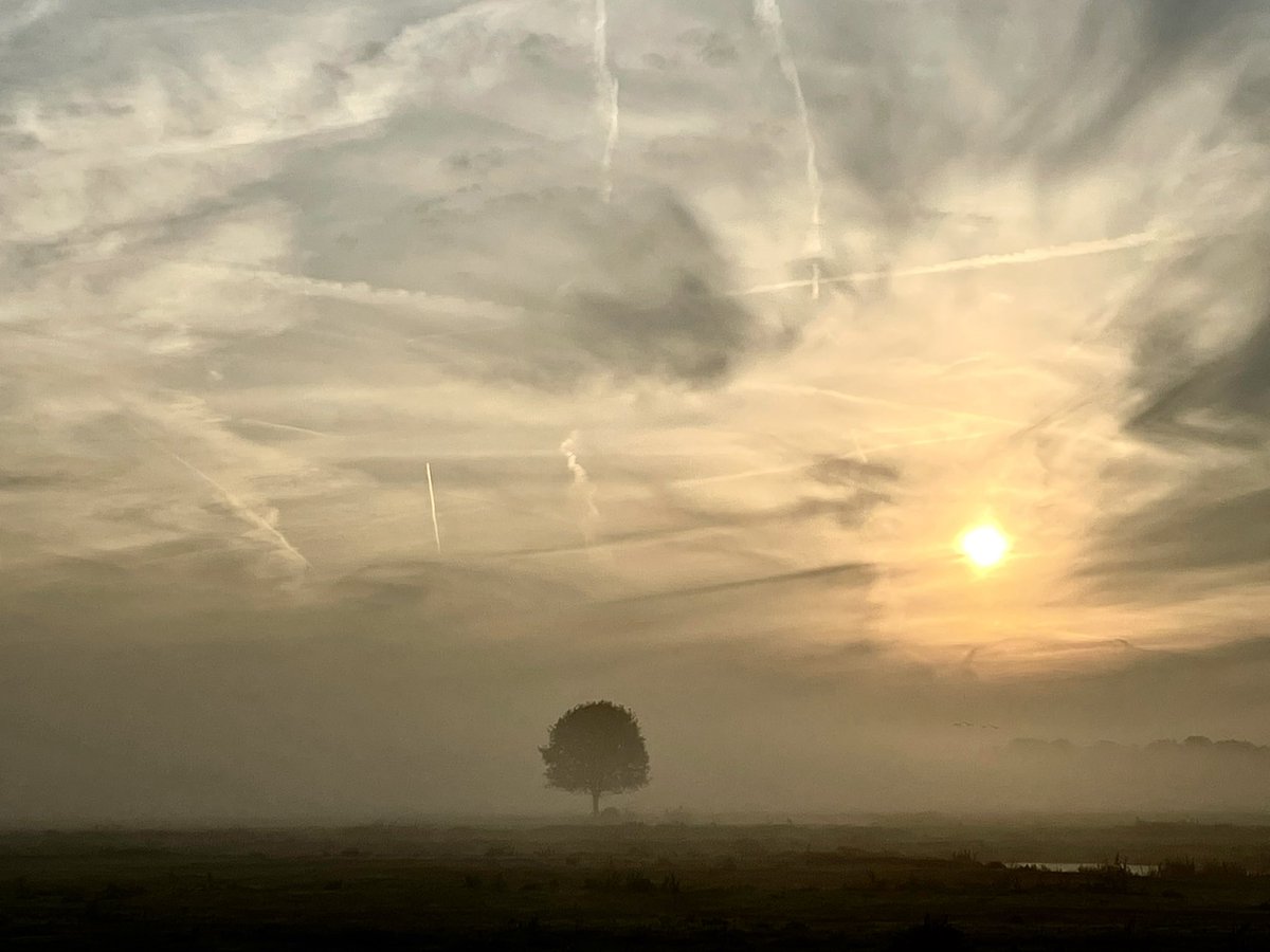 The lonely tree #krimpenerwaard #landscapephotography #naturephotograpahy #sunrise #fog #skypainters @weeronline