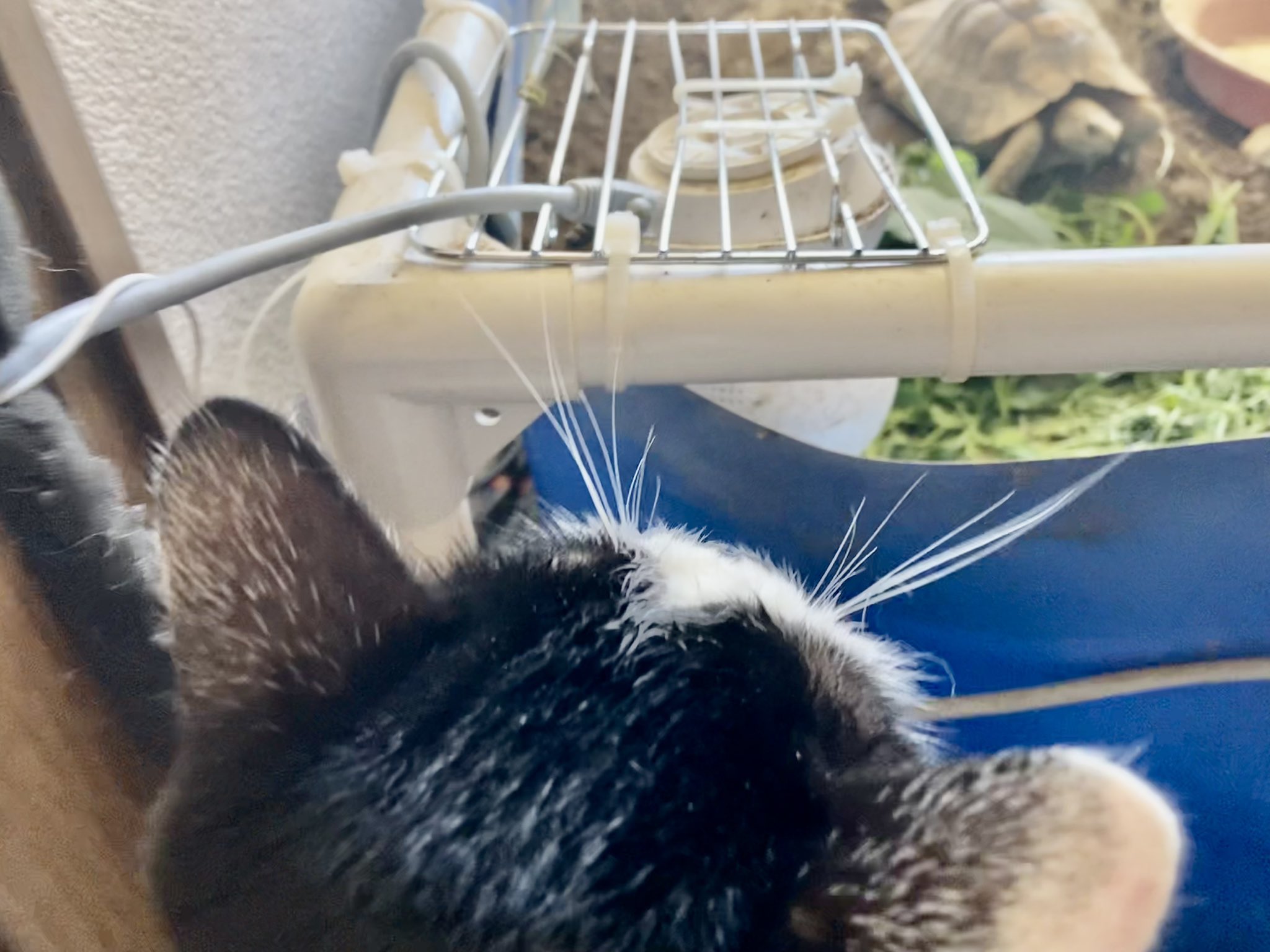 Tweets With Replies By タルテ Tartae Twitter