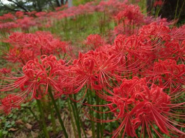 羽黒山公園の彼岸花22見頃や開花は アクセスや駐車場も解説 ココミミ情報局 花の見頃 イベント情報