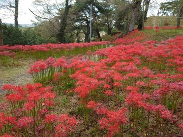 羽黒山公園の彼岸花22見頃や開花は アクセスや駐車場も解説 ココミミ情報局 花の見頃 イベント情報