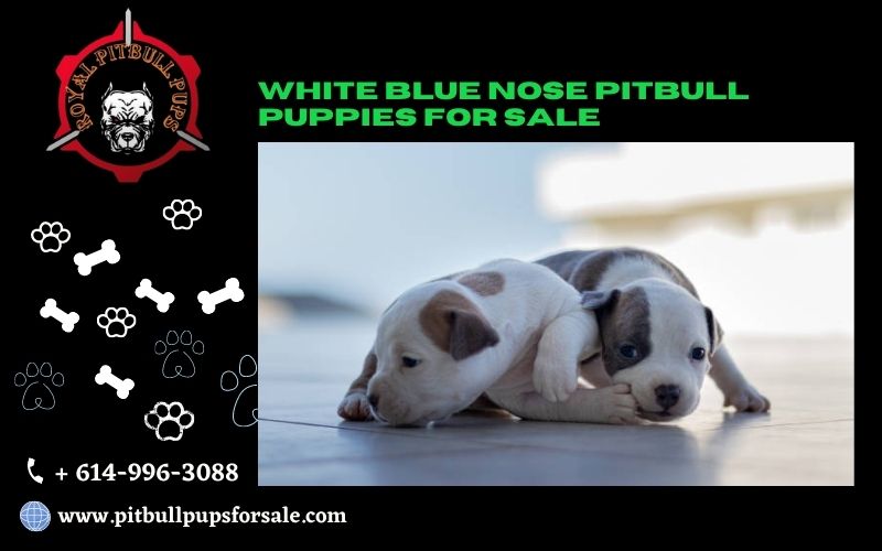 Royal Pitbull Pups Home Qpitbullpups Twitter