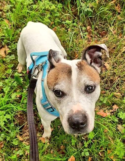 SeniorStaffy's tweet image. And just a quick reminder that out resident heart-throb and all round lovely lad Benji is now available to adopt so please pop across onto our website to read all about him at 
seniorstaffyclub.co.uk/dogs-for-adopt… #seniorstaffy
#TeamZay #rescue #StokeOnTrent
