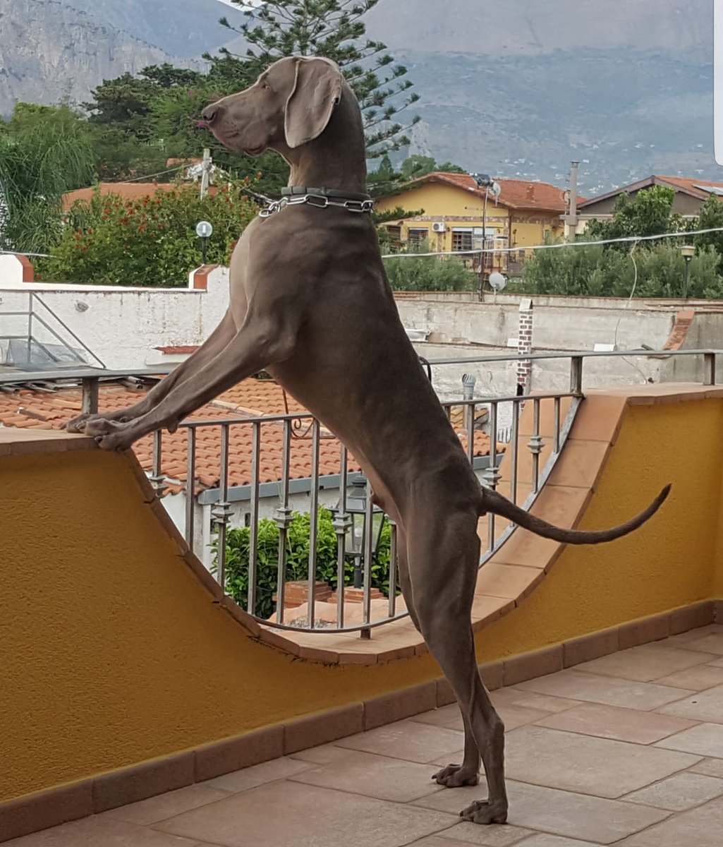 Se ami i cani, e ti capita di  incrociare lo sguardo di un #weimaraner, non potrai non restarne prigioniero. È  una esperienza totalizzante, una strepitosa forza buona. Accanto a lui ti senti stretto in un abbraccio dal quale non vuoi e non vorrai mai più allontanarti. #Winston