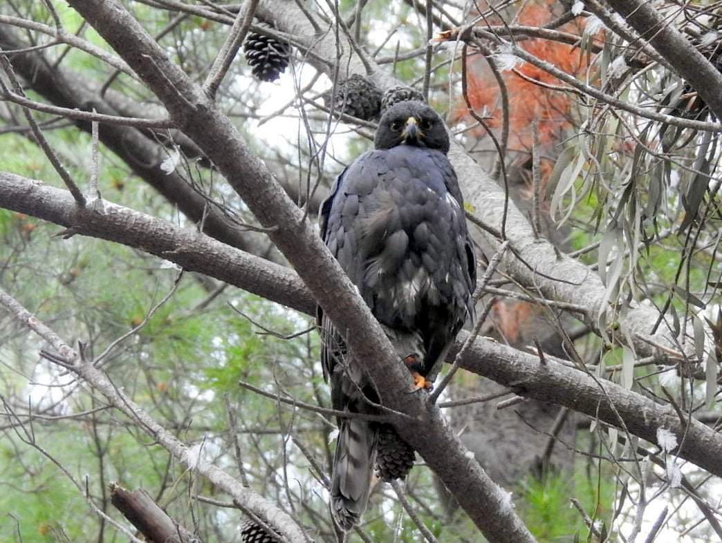 Parkscape tweet media