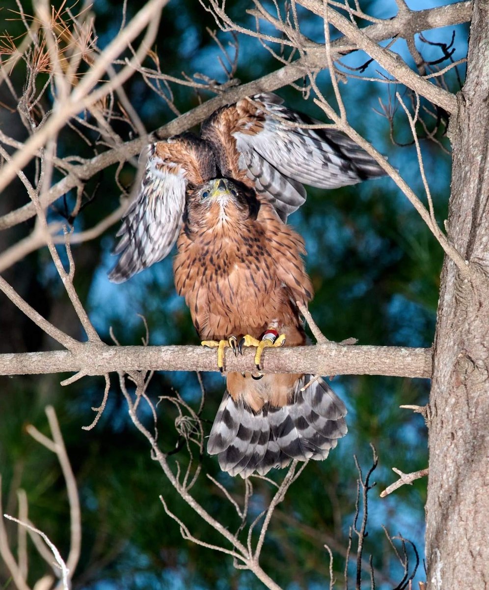 Parkscape tweet media