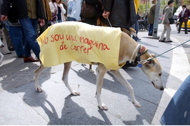 BloqueAnimal's tweet photo. Honorables Diputados/as 
HOY se vota el Proyecto de Prohibicion de Carreras de Perros  
✅La  PROHIBICIÓN de CARRERAS de PERROS tiene que ser un hecho
✅La PROHIBICIÓN de CARRERAS de PERROS tiene que ser LEY 
✅Los GALGOS deben ser 
LIBRES y NO EXPLOTADOS
#NoMasCarrerasDePerros https://t.co/CiSz4dYyQN