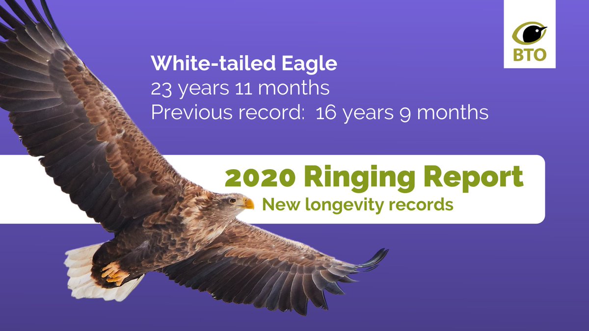 1/ When a ringed bird is recaptured or its ring re-sighted we can work out its age, which helps us calculate each species' average lifespan. Our 2020 Ringing Report contains several new longevity records, including the UK’s oldest ever White-tailed Eagle! bit.ly/BTORingingRepo…