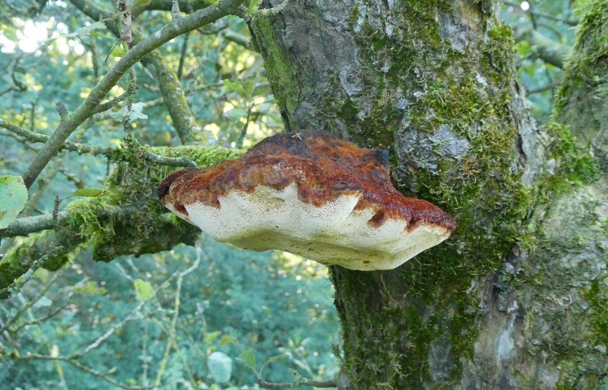 Ruige weerschijnzwam op hoogstam-appelaar. Leuk als een beheerder er van geniet i.p.v. het enkel als "narigheid" te zien - bomenbieb.nl/boomgasten/rui…