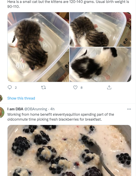 pbcloudy's tweet photo. @DBArunning my twitter feed showed @MDWidlake weighing kittens to then what initially looked like @DBArunning putting them in a bowl for lunch 😬 https://t.co/wByx0E4iC8