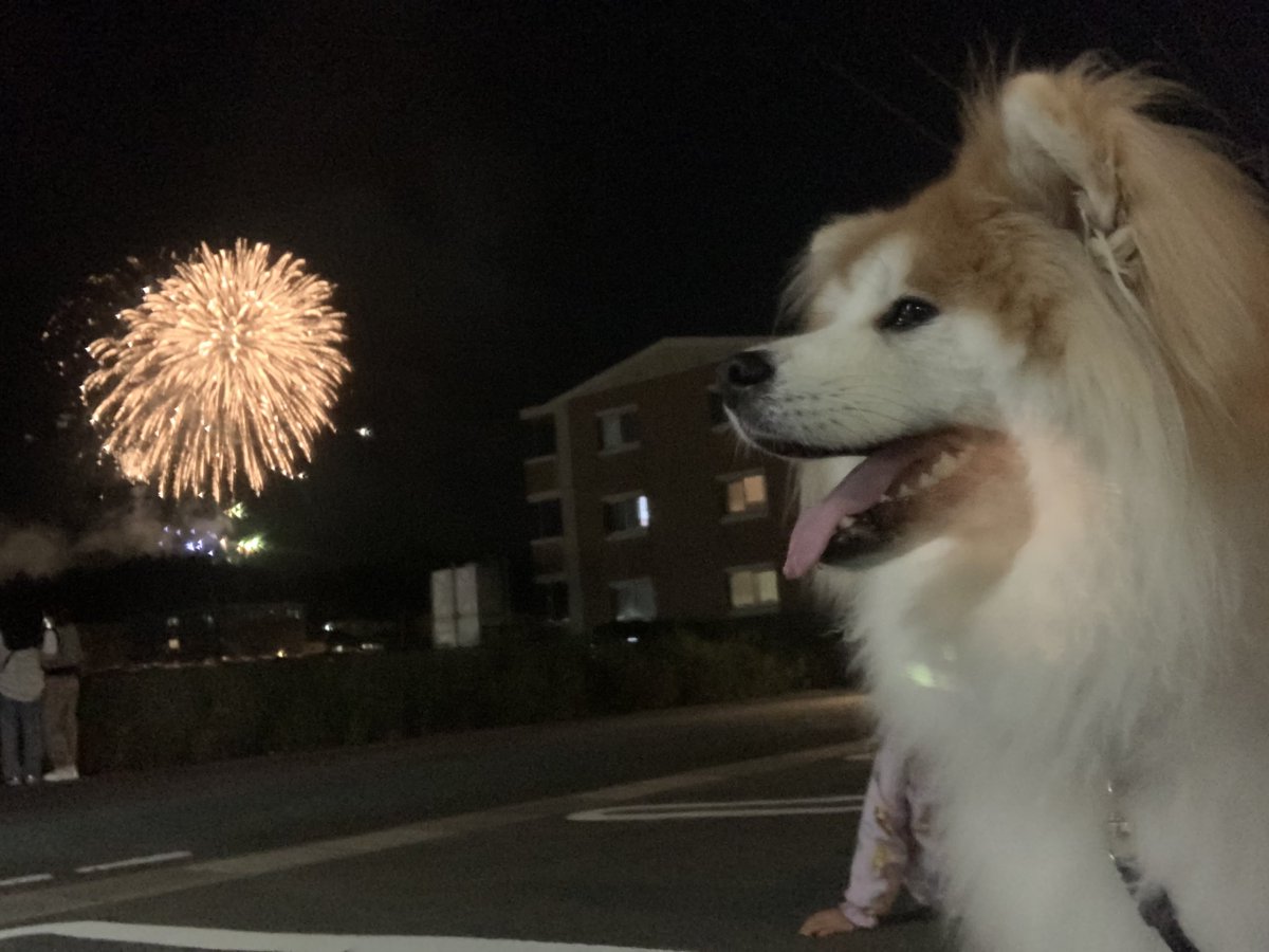 犬と花火