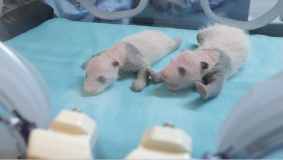 AlmeidaPP_'s tweet photo. Enhorabuena a @zoomadrid y @parquesreunidos por conseguir una proeza como es el nacimiento de estas dos crías de panda🐼🐼 

Hoy contamos con 2 nuevos gemelos bebés que cuidaremos con todo el cariño y que están en busca de nombre... ¿Alguna idea, madrileños? 🤗 https://t.co/MGjjYelnQi