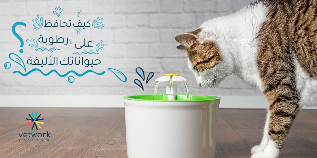 Vetwork_App's tweet photo. مثل البشر، تحتاج #الحيوانات_الأليفة لكمية كافية من المياه يوميًا لتظل صحية وتكون محمية من #الأمراض 💧💧

شاركنا كيف تشجع حيوانك الأليف يشرب #الماء بشكل كافي؟ 💬🐾 

#Vetwork
#رعاية_طبية_بيطرية_بالمنزل https://t.co/xuBlkUn3YY
