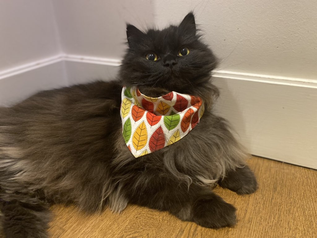 meow_london's tweet photo. First day of Autumn ๐
#happywednesday #autumn #cat #catlover #blackcat #coolcats #catfashion #cutecat #kookoopooch https://t.co/3on7fPEXYi