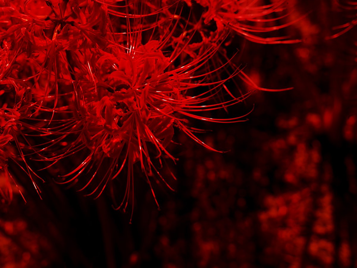 kuni_mizomizo's tweet photo. 彼岸花(曼珠沙華)が、群生しているところを発見。
.
.
.
.
.
.
.
.
.
.
.
#写真時々歴史
#lumixS1
#Sigma 24-70mm F2.8Art
#赤の世界
#写真好きな人と繋がりたい
#ファインダー越しの私の世界
#誰かに見せたい景色
#写真とらせてください
#photooftheday #PhotoWalker #LocalJapanPhoto #LocalJapan https://t.co/WANfUbU5NI