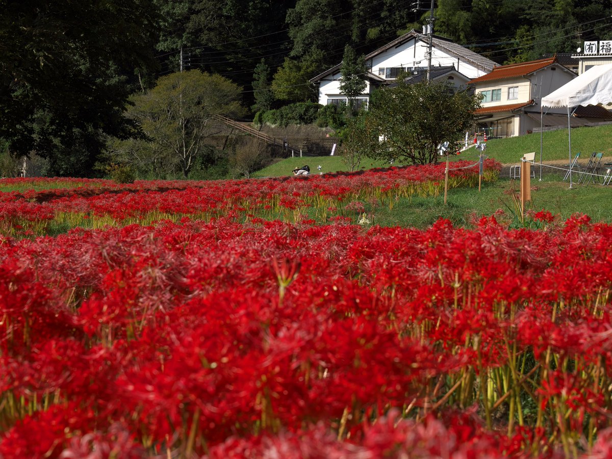 kuni_mizomizo's tweet photo. 彼岸花(曼珠沙華)が、群生しているところを発見。
.
.
.
.
.
.
.
.
.
.
.
#写真時々歴史
#lumixS1
#Sigma 24-70mm F2.8Art
#赤の世界
#写真好きな人と繋がりたい
#ファインダー越しの私の世界
#誰かに見せたい景色
#写真とらせてください
#photooftheday #PhotoWalker #LocalJapanPhoto #LocalJapan https://t.co/WANfUbU5NI