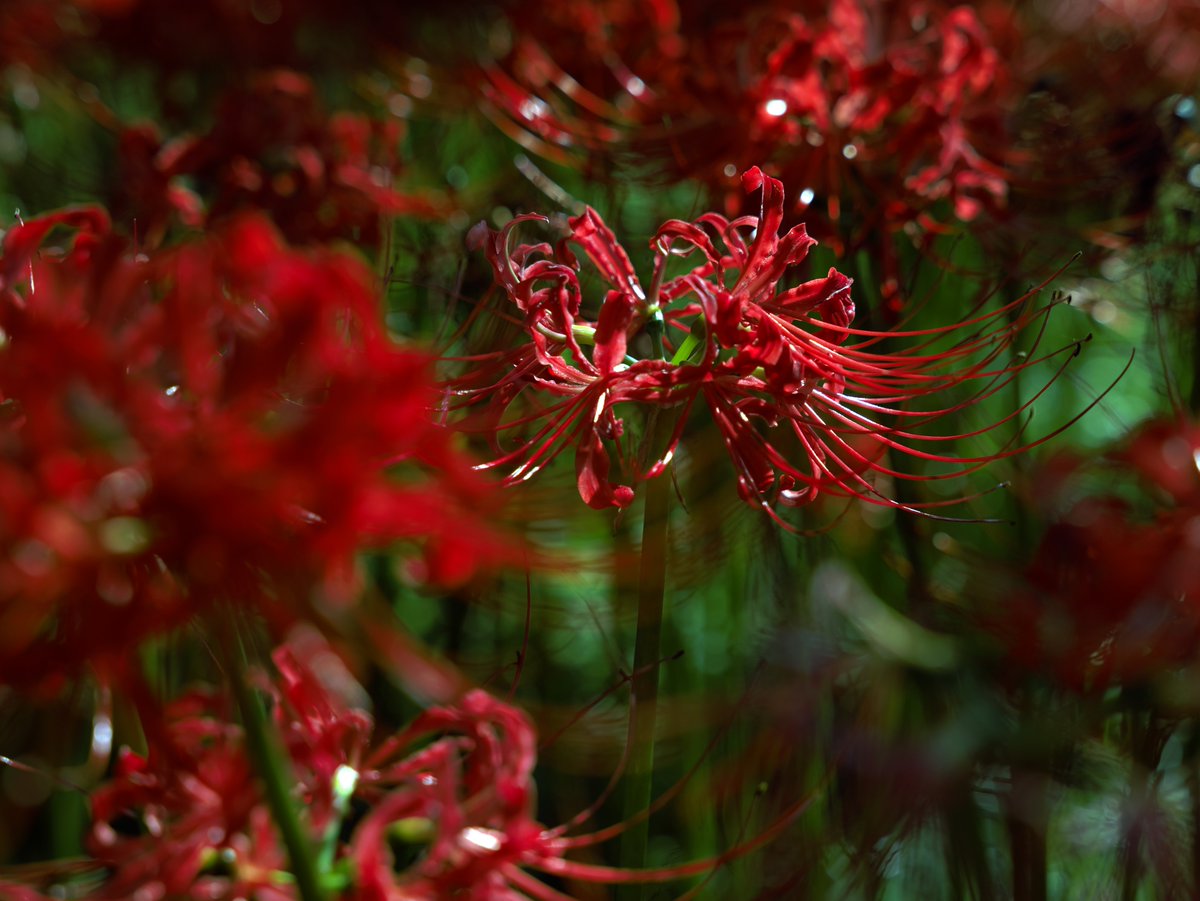 kuni_mizomizo's tweet photo. 彼岸花(曼珠沙華)が、群生しているところを発見。
.
.
.
.
.
.
.
.
.
.
.
#写真時々歴史
#lumixS1
#Sigma 24-70mm F2.8Art
#赤の世界
#写真好きな人と繋がりたい
#ファインダー越しの私の世界
#誰かに見せたい景色
#写真とらせてください
#photooftheday #PhotoWalker #LocalJapanPhoto #LocalJapan https://t.co/WANfUbU5NI