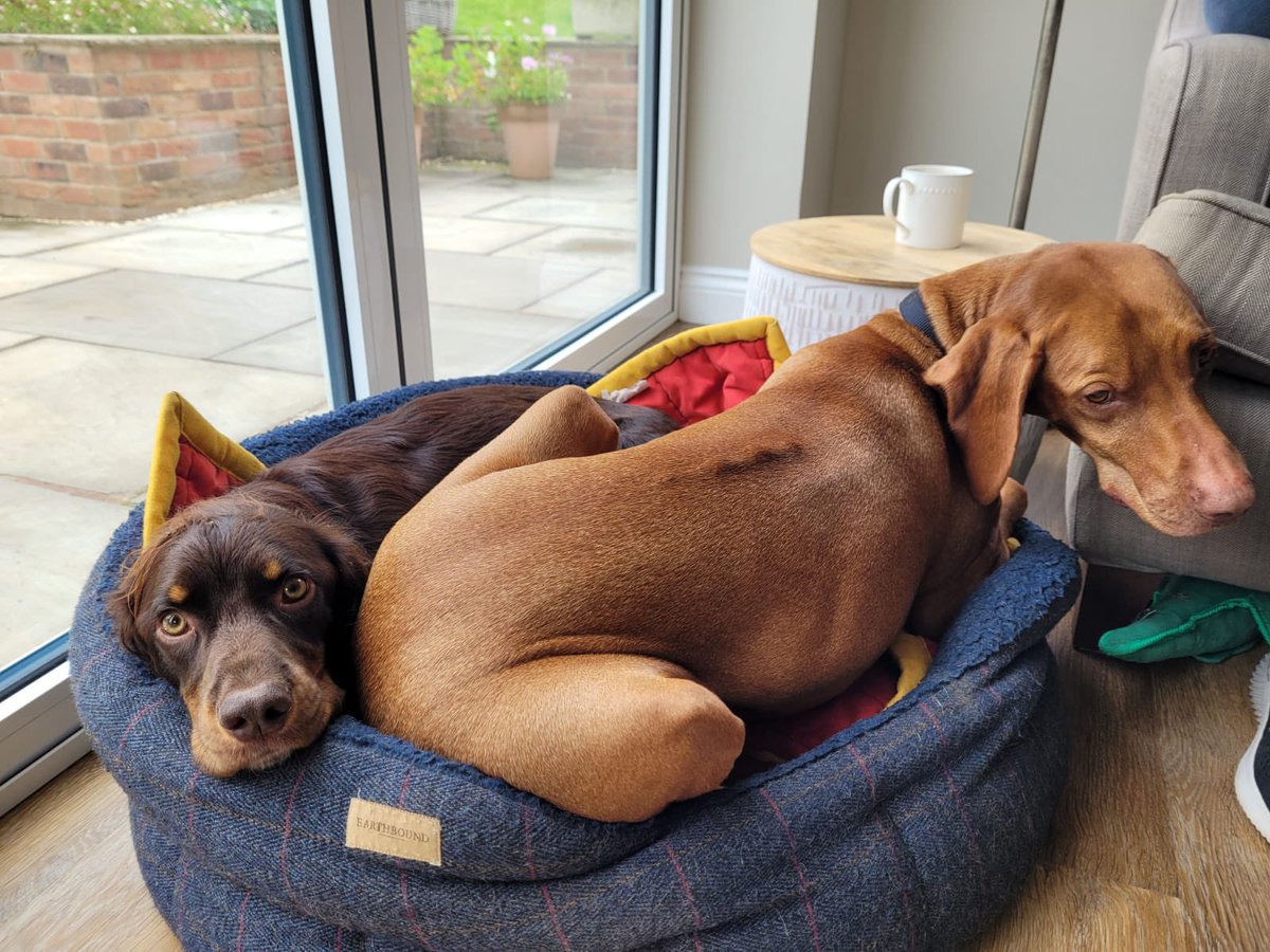 JLDLeeds's tweet image. Have you signed up to our dog walk this Sunday yet? (It’s free!)🐕‍🦺

The benefits of walking include improved sleep, reduced stress &amp;amp; anxiety as well as increased energy &amp;amp; focus.

Sign up here: leedsjld.com/events and we’ll see you and your four legged friends on Sunday! 🦮