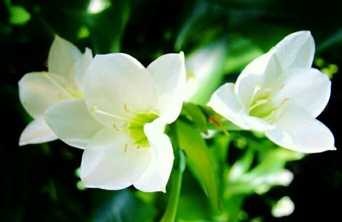 花 もし動物が話せるとしたら 犬は遠慮なく物を言い うっかり口をすべらせるような手合いだが 猫は 余計はことは決して口にしないという 稀に見る 気品 を備えていることだろう マーク トウェイン アメリカの小説家 9月19日の誕生花