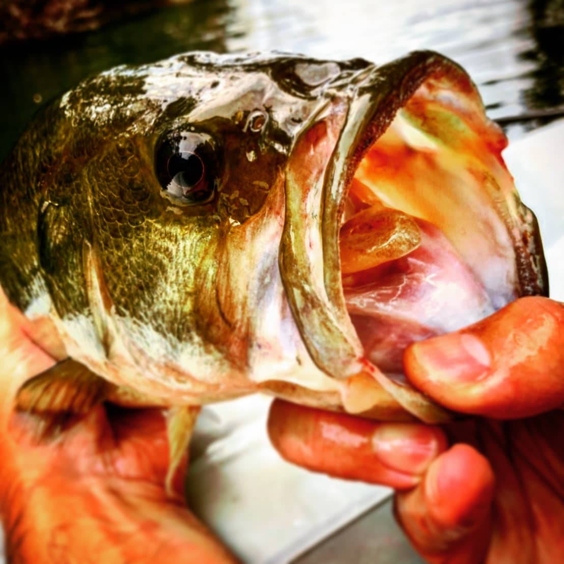 ebi_honda's tweet photo. バクシンさんに用意してもらったルアーで釣る気満々で二日間投げましたが、釣れたのはライトリグ😅今日はカットテールに助けてもらいました❗
#garyyamamoto #cuttail #daiwa #brazon #tatula #ゲーリーヤマモト #カットテール #ダイワ #ブレイゾン #タトゥーラ https://t.co/JgNpVpnwGz