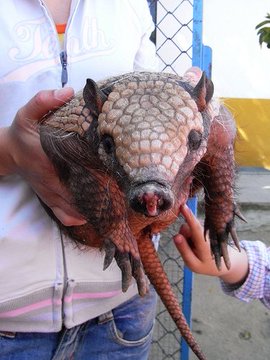 Twitter-ржП Where to buy Sandawana animal skin oil SA,Pretoria: Twitter-ржП Where to buy Sandawana animal skin oil SA,Pretoria: