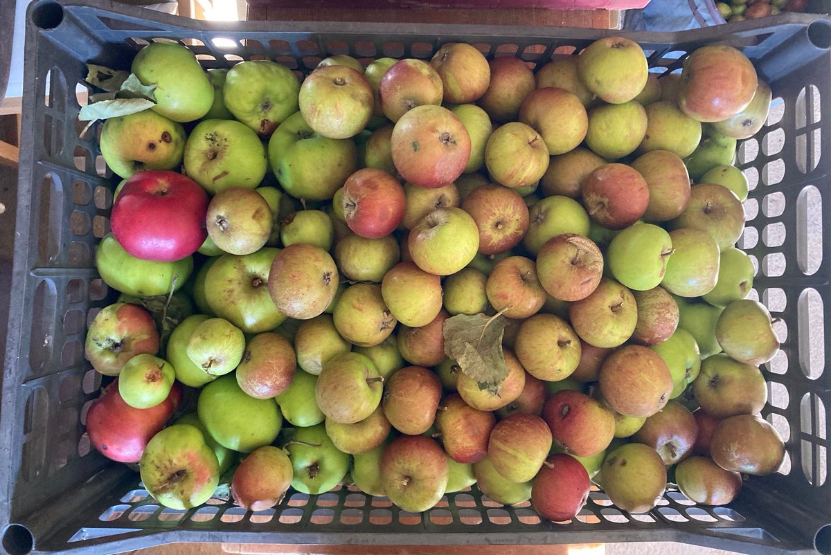 WyreCLT's tweet photo. Request for help! Do you have any crates or storage boxes we can borrow to temporarily store our apples in, before we send them to get pressed? If so, get in touch! info@wyreclt.org.uk #apple #applejuice #wyreforest https://t.co/mQtz0sgBDH