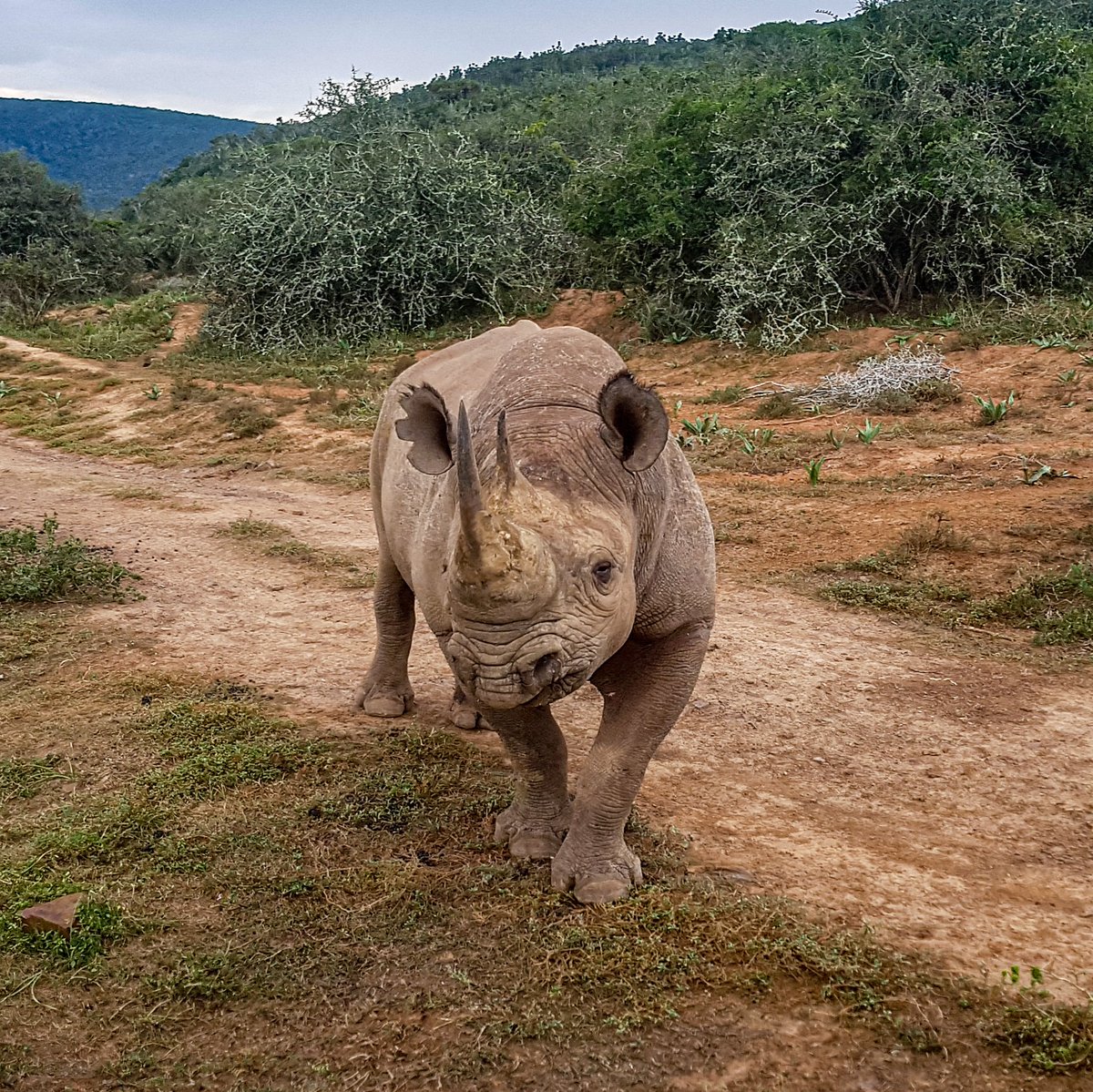 danieltventer's tweet image. Check out this beaut I fotographed earlier this year. Such a privilege! 

#BlackRhino
#WorldRhinoDay #WorldRhinoDay2021