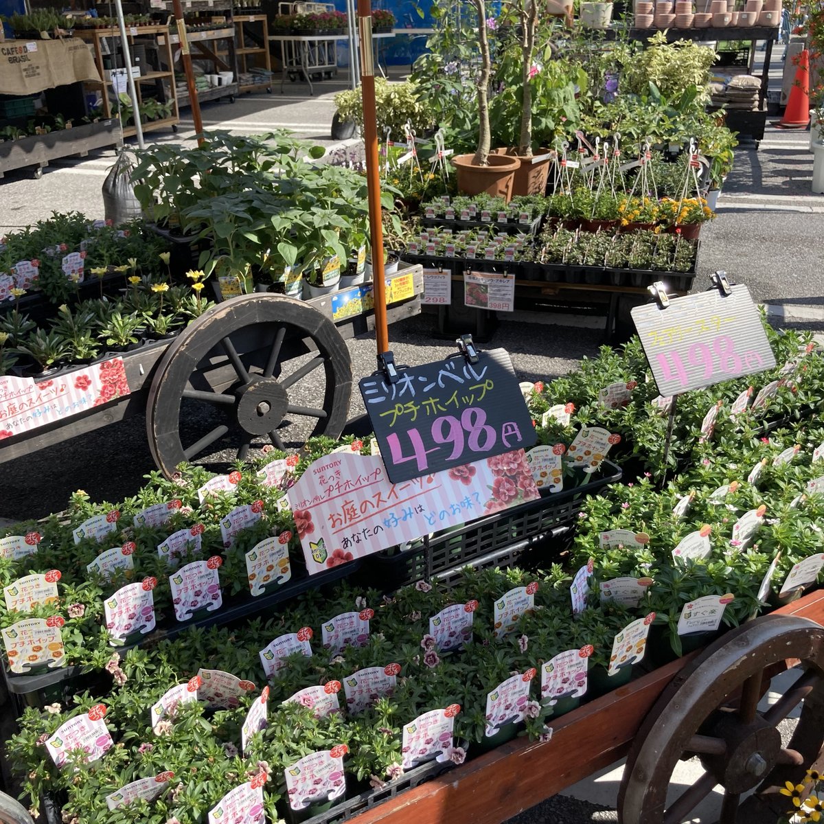 メイクマン V Twitter 本日よりメイクマン豊見城店で開催 第11回 南のまち 植木 園芸市 ちょっと変わった植物もあるので遊びに来てね